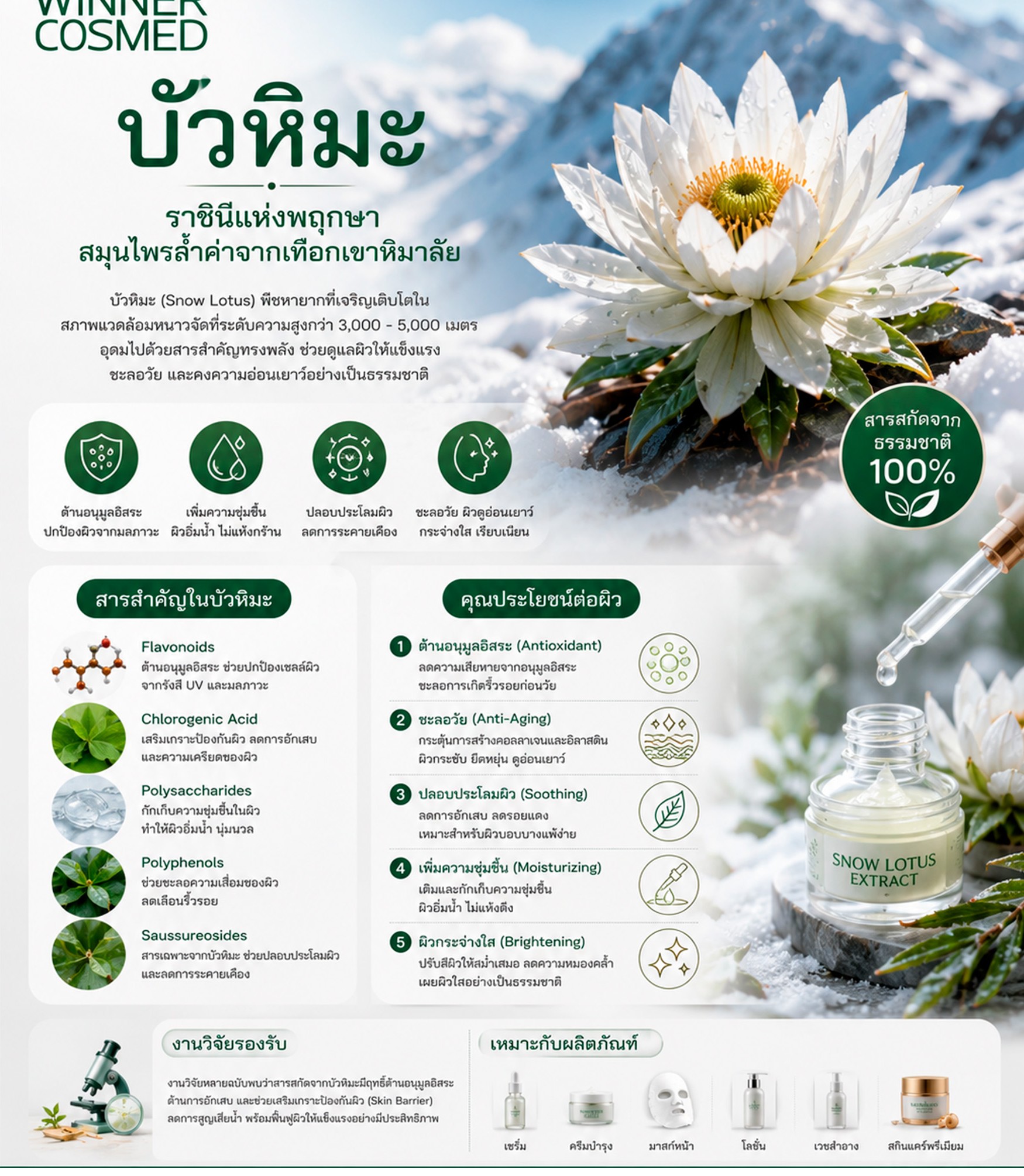 อินโฟกราฟิก บัวหิมะ (Snow Lotus) ราชินีแห่งพฤกษา สมุนไพรล้ำค่าจากเทือกเขาหิมาลัย