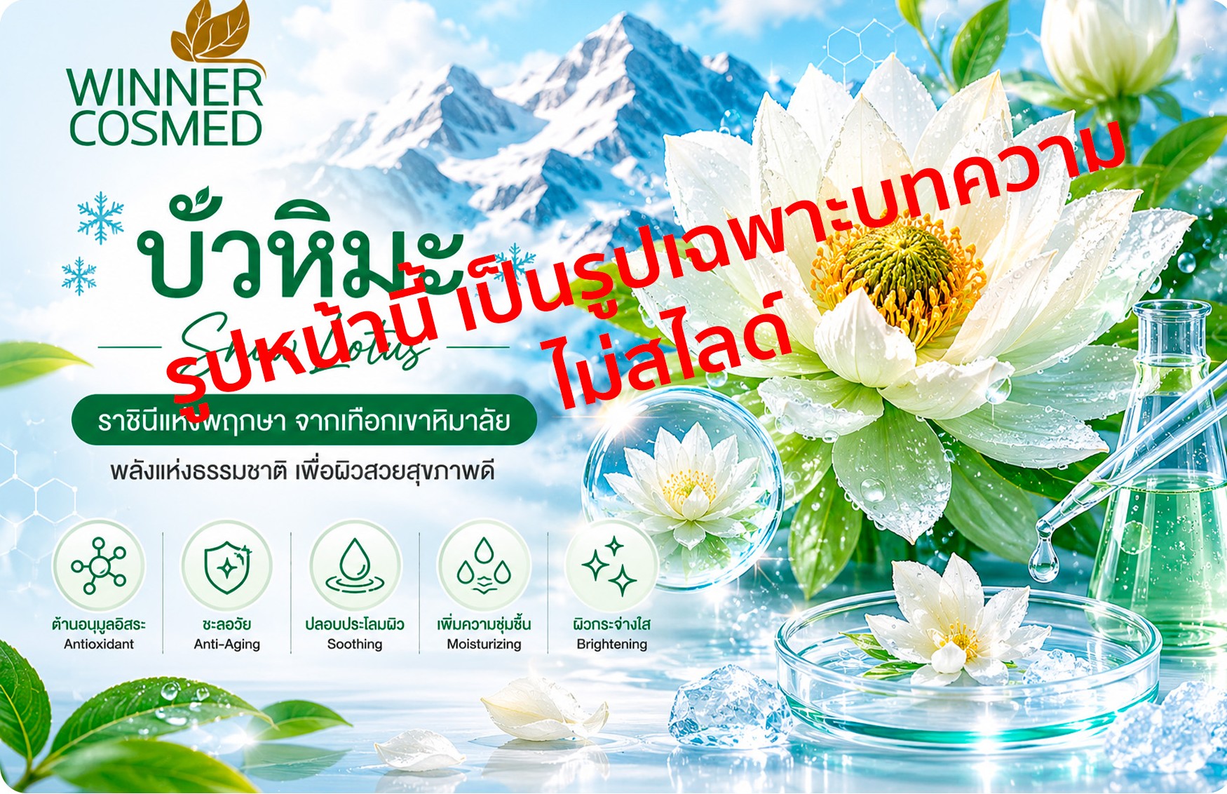 บัวหิมะ (Snow Lotus) ราชินีแห่งพฤกษา สมุนไพรล้ำค่าจากเทือกเขาหิมาลัย