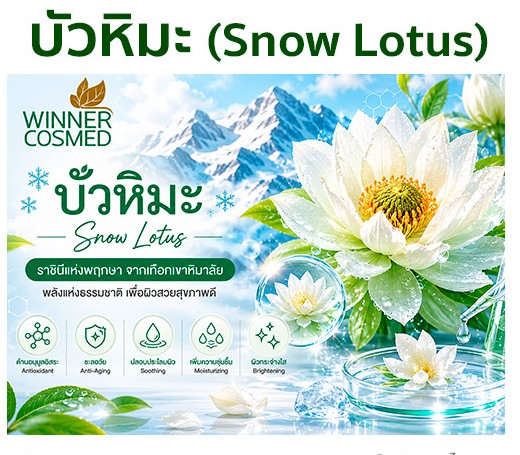 บัวหิมะ (Snow Lotus) ราชินีแห่งพฤกษา สมุนไพรล้ำค่าจากเทือกเขาหิมาลัย